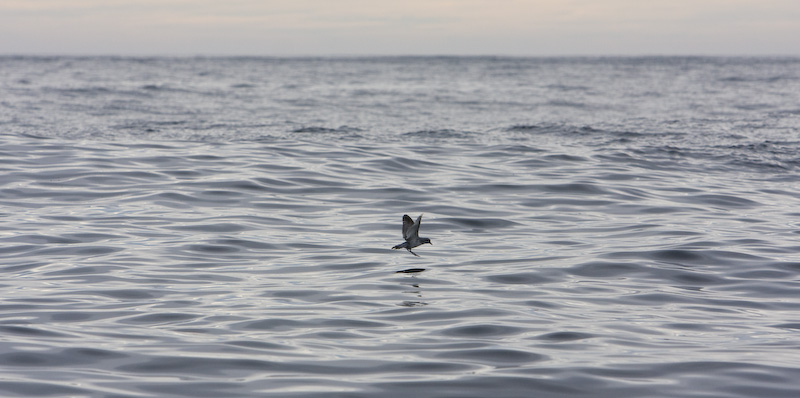 Fairy Prion Above Water